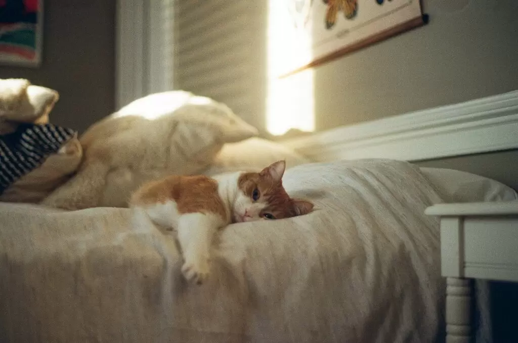 Sleep Tech Showdown: Apps, Wearables, and Gadgets That Claim to Fix Your Sleep 🤖🛌